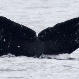 Fluke of CRC-12460