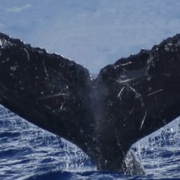 Fluke of CRC-14064