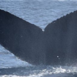 Fluke of Whisper