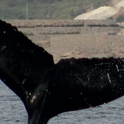 Fluke of CRC-12535