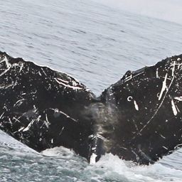 Fluke of CRC-11516