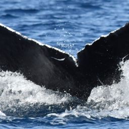 Fluke of CRC-10443
