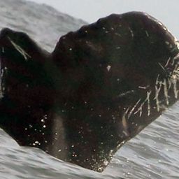 Fluke of CRC-13805