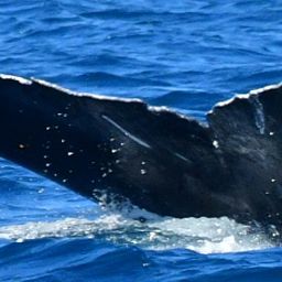 Fluke of CRC-13818