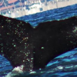 Fluke of CRC-15658