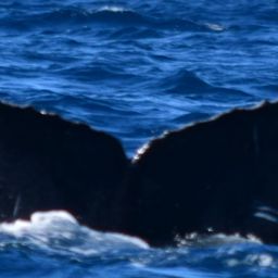 Fluke of CRC-13753