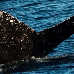 Fluke of CRC-11359
