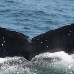 Fluke of CRC-11892