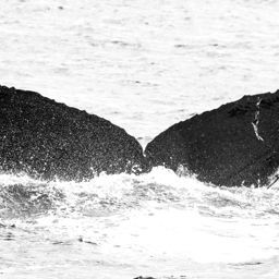 Fluke of CRC-10861
