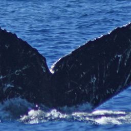 Fluke of Sospechoso
