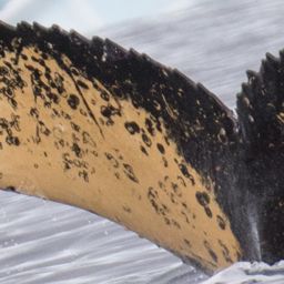 Fluke of HW-MN1301698