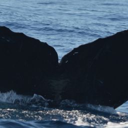 Fluke of CRC-12516