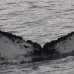 Fluke of HW-MN1306879