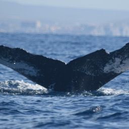 Fluke of CRC-15069