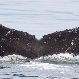 Fluke of CRC-15089