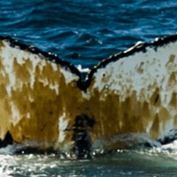 Fluke of HW-MN1301731