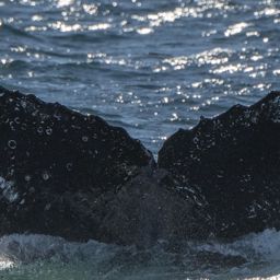 Fluke of HW-MN1301734