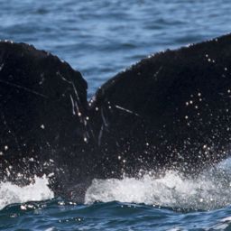 Fluke of CRC-12227