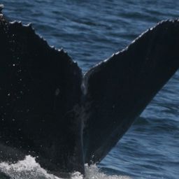 Fluke of CRC-9046
