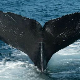 Fluke of Jean-Michel Cousteau