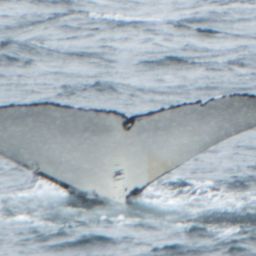Fluke of HW-MN1301764