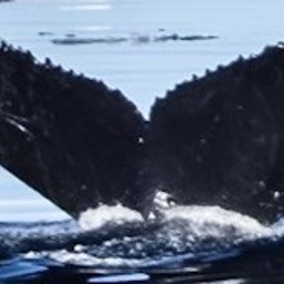 Fluke of HW-MN1301768