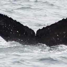 Fluke of CRC-11140