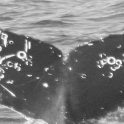 Fluke of CRC-12483