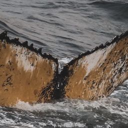 Fluke of HW-MN1301793