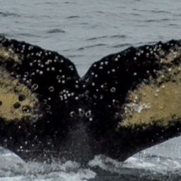 Fluke of HW-MN1302181