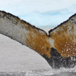 Fluke of HW-MN1301801