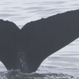 Fluke of CRC-10579
