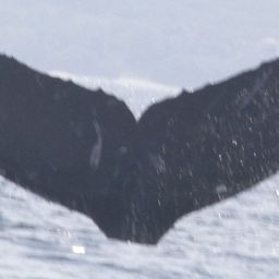 Fluke of CRC-15333