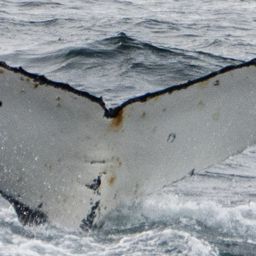 Fluke of HW-MN1301821