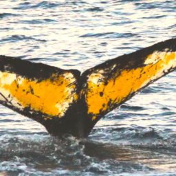 Fluke of HW-MN1301822