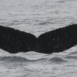 Fluke of CRC-11788