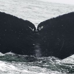 Fluke of CRC-9035