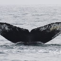 Fluke of CRC-12333