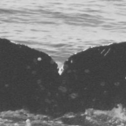 Fluke of CRC-10684