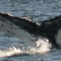 Fluke of NA-7868