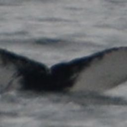 Fluke of Release