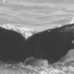 Fluke of CRC-15099
