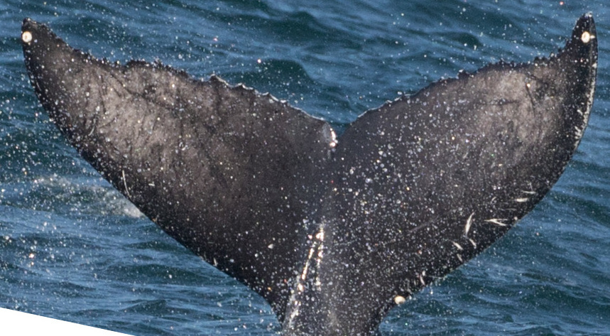 Fluke of 2017-2018 calf of JoJo