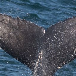 Fluke of 2017-2018 calf of JoJo