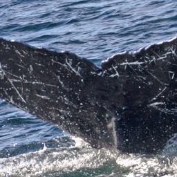 Fluke of CRC-13516