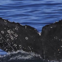 Fluke of CRC-12222