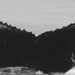 Fluke of CRC-11822