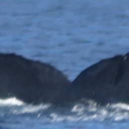 Fluke of CRC-10748