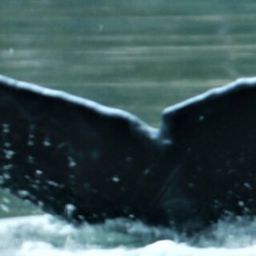 Fluke of Halo