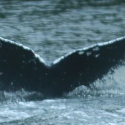 Fluke of Phoenix